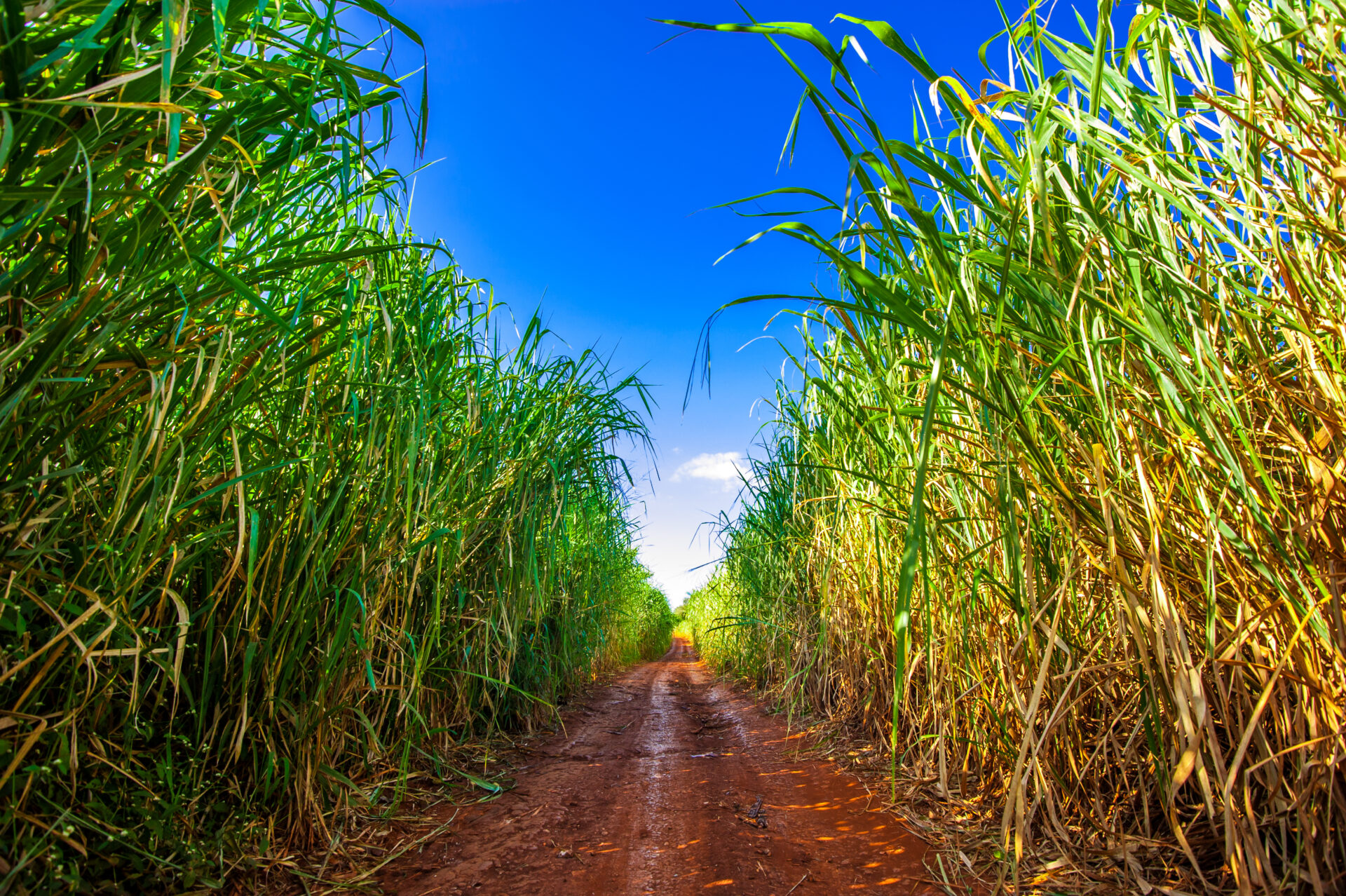 Cana-de-açúcar e o mercado de biocombustíveis no Brasil