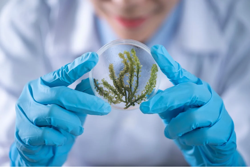 Mulheres cientistas e sua contribuição para a produção de alimentos