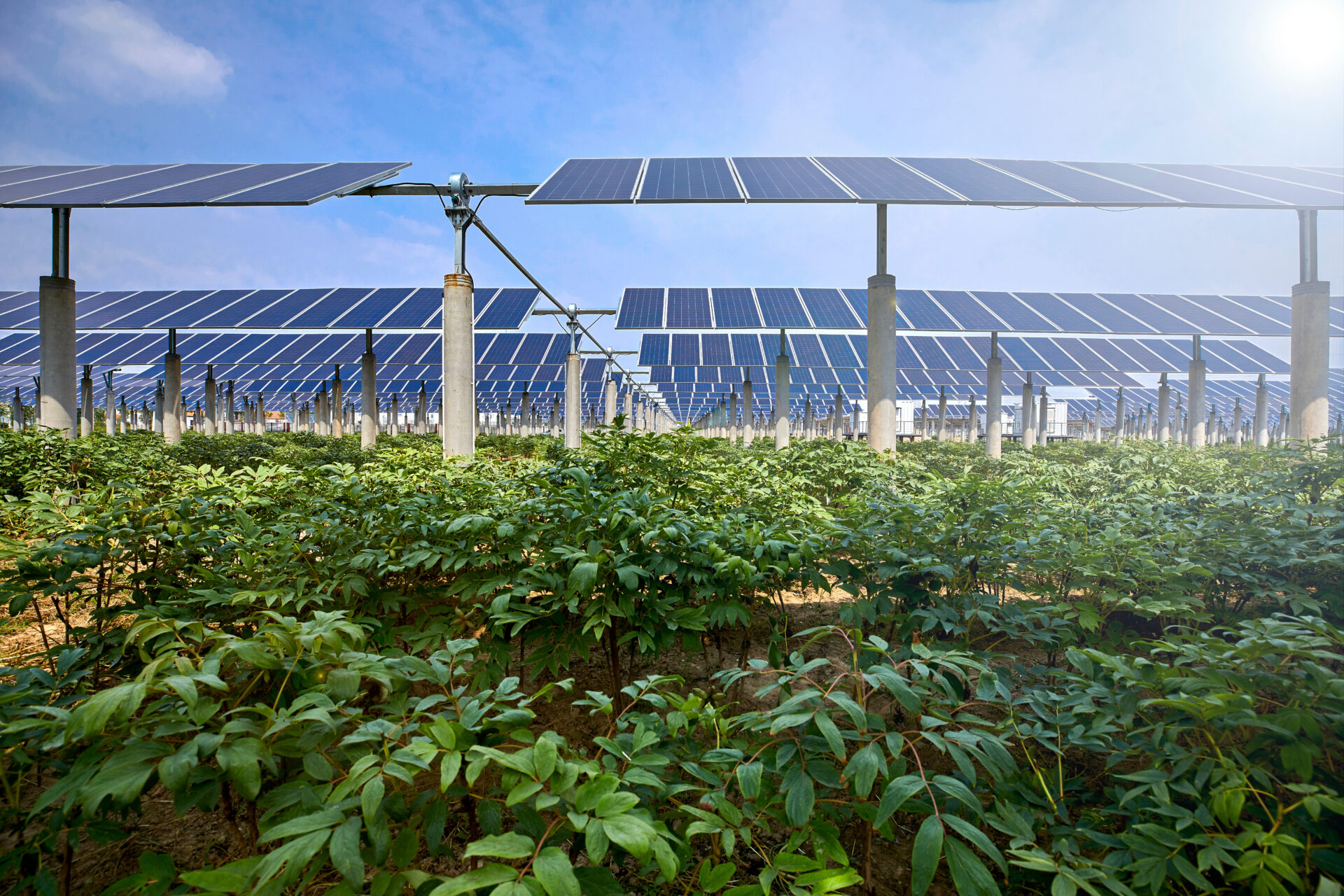 Sistema agrovoltaico: produção agrícola combinada à energia solar