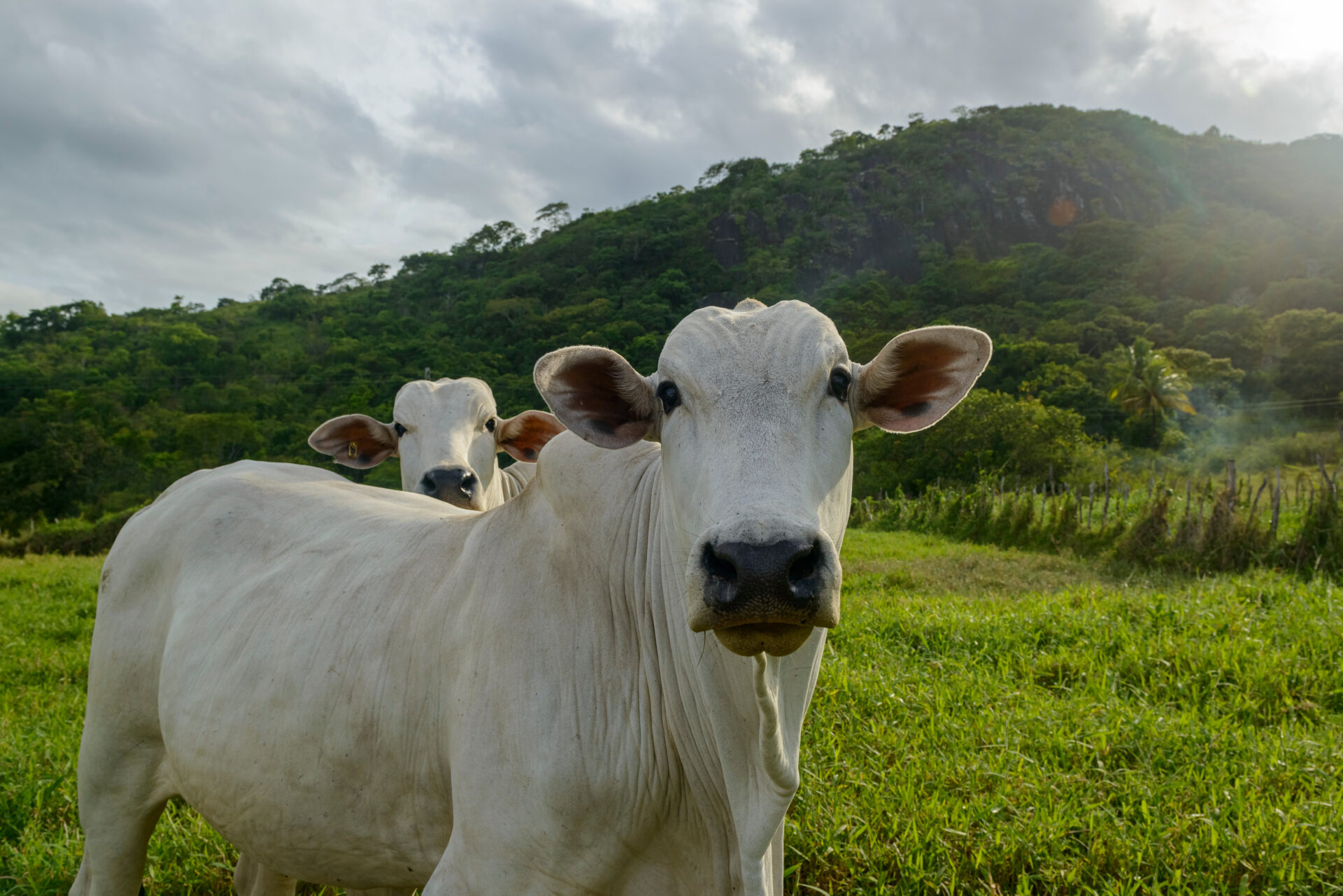 A pecuária brasileira possui emissão reduzida de carbono