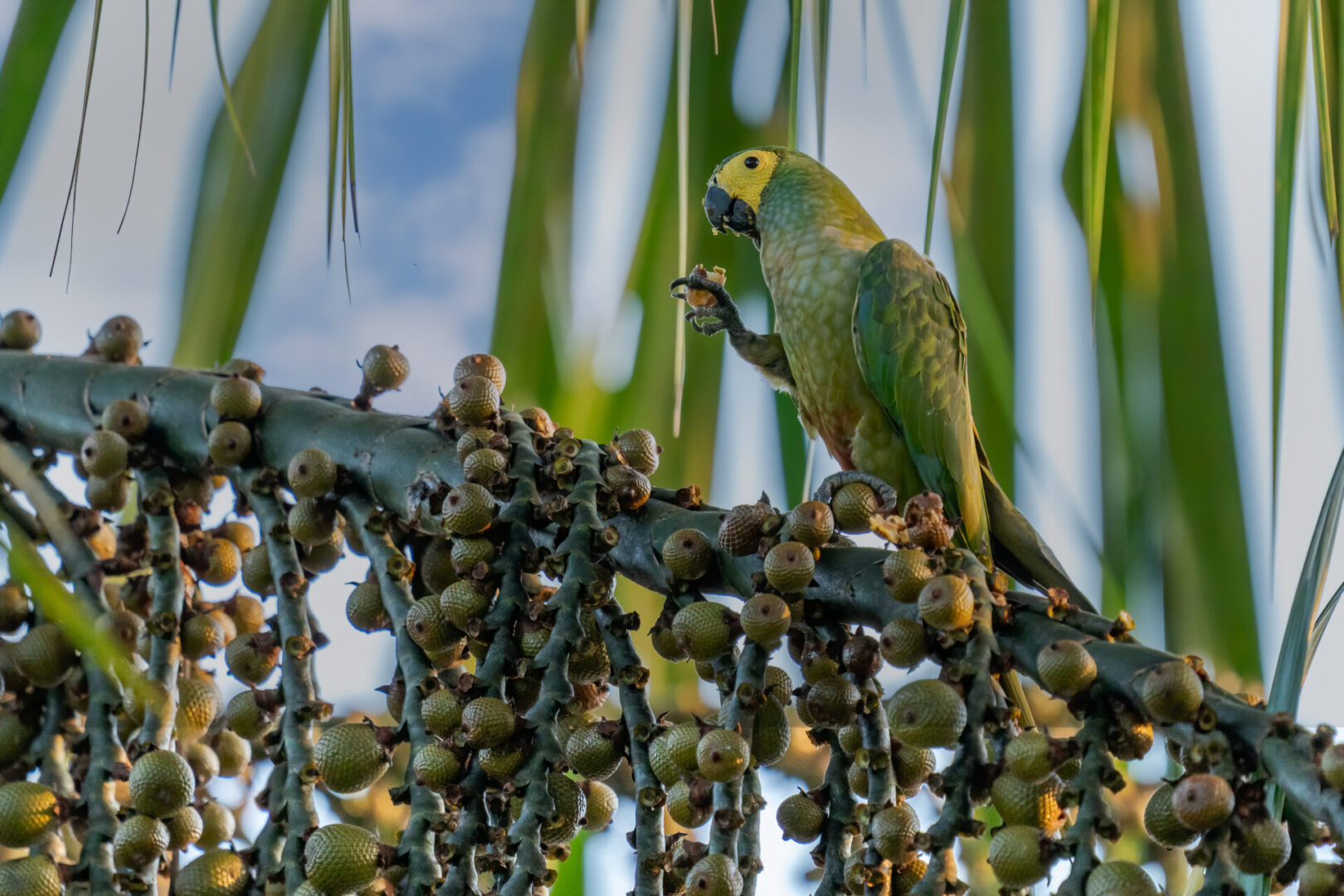 Você sabe o que é Biodiversidade?